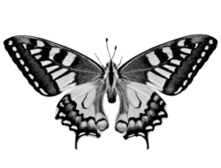 image of a beautiful moth